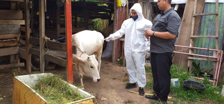 Pastikan Sapi di Banda Aceh Bebas PMK, Dewan Cek Sejumlah Lokasi Peternakan
