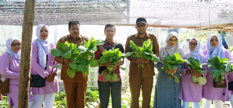 Panen Sayur-Mayur di Gampong Lampulo, Farid Nyak Umar Sebut Aktivitas KWT Mandiri Tani Dukung Ketahanan Pangan Lokal