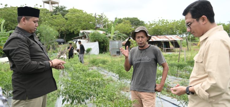 Silaturrahmi ke Petani Cabai, Ketua DPRK Borong Cabai Khairul Halim
