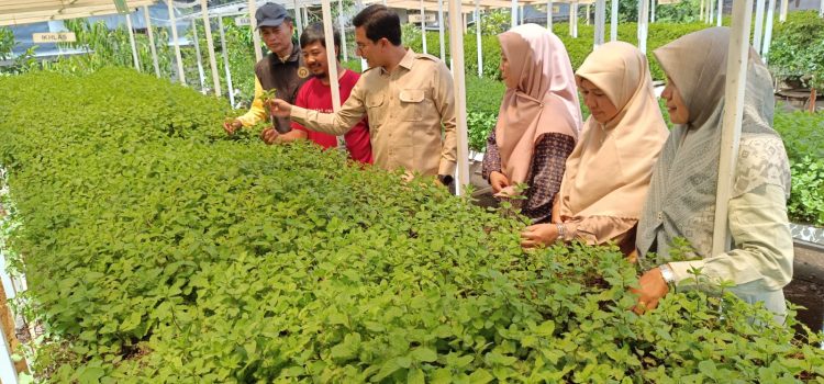 Ketua DPRK Banda Aceh Kunjungi Kebun Mint di Neusu Aceh, Dorong Galakkan Urban Farming untuk Ketahanan Pangan Ketua DPRK Banda Aceh Kunjungi Kebun Mint di Neusu Aceh, Dorong Galakkan Urban Farming untuk Ketahanan Pangan