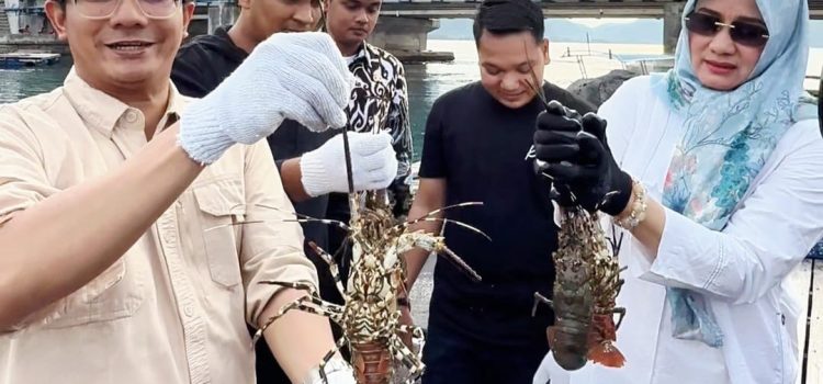 Ketua DPRK Panen Lobster di Ulee Lheue, Hasilnya Dipasok ke Jakarta dan Bali